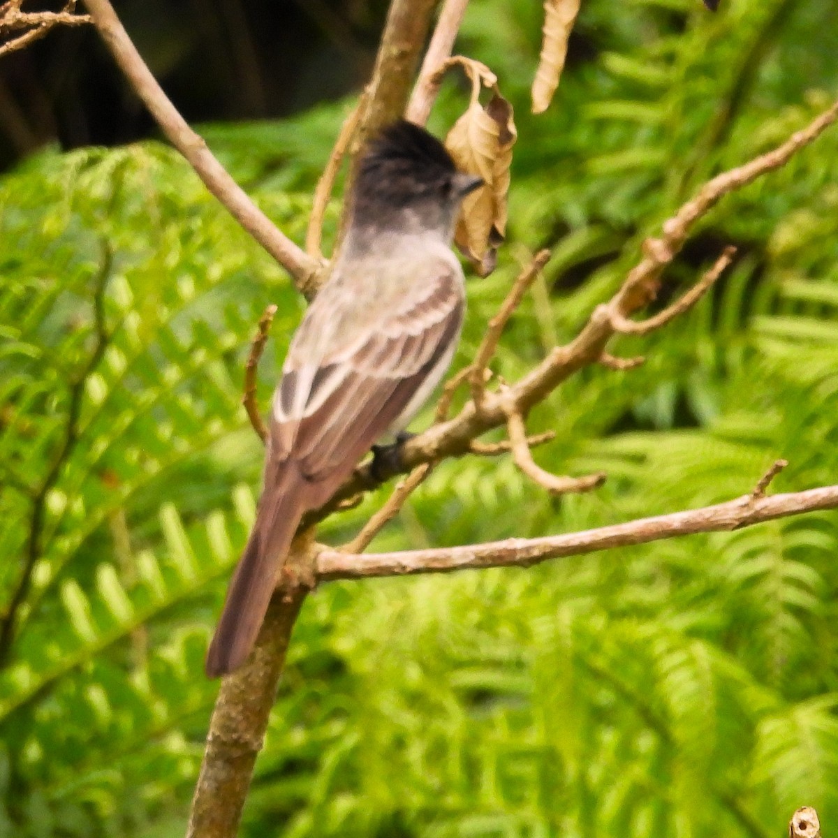 Sibilant Sirystes - ML647072051