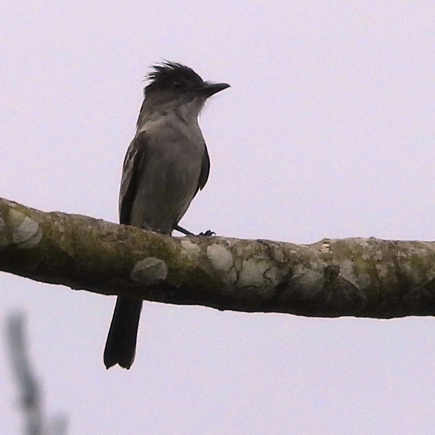 Sibilant Sirystes - ML647072052