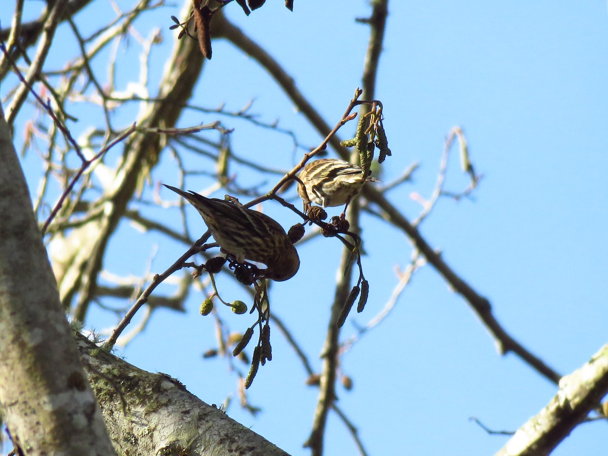 Pine Siskin - ML647072053