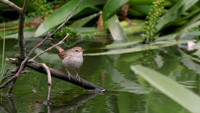 Матата мала - ML647072054