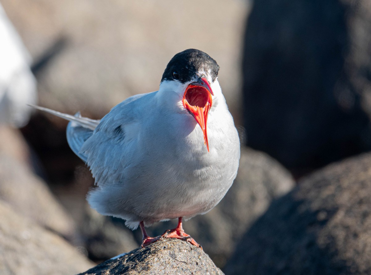 Antarctic Tern - ML647072055