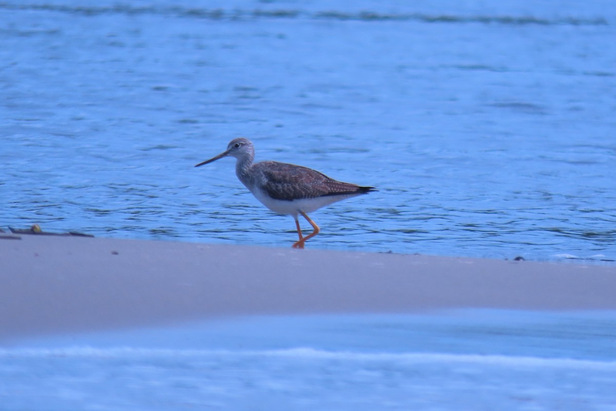 Kuliska hankahori handia - ML647072056