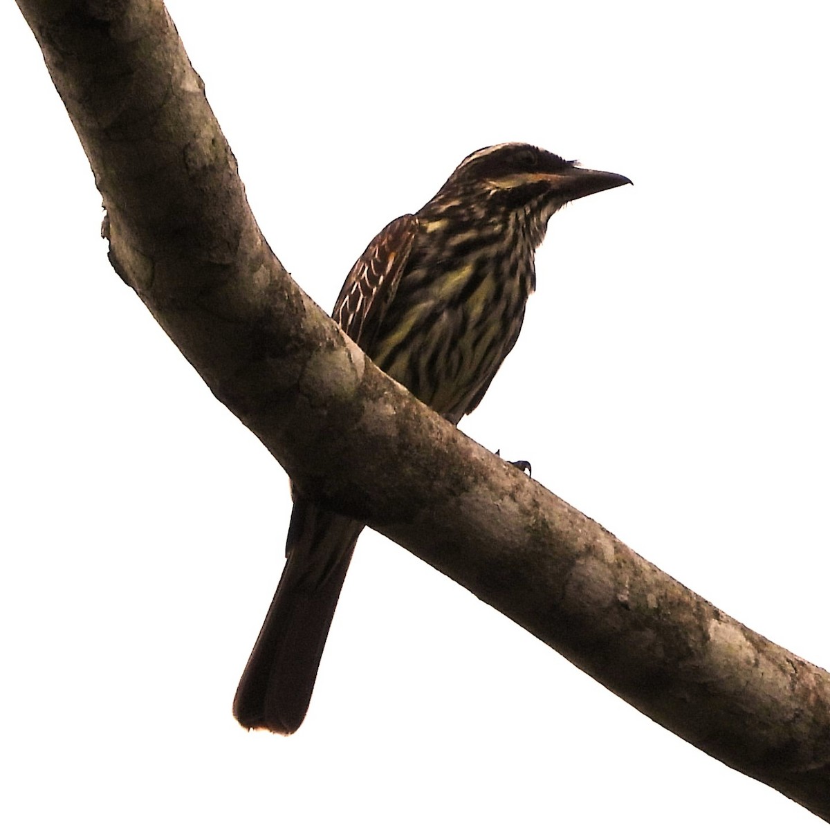 Streaked Flycatcher - ML647072057