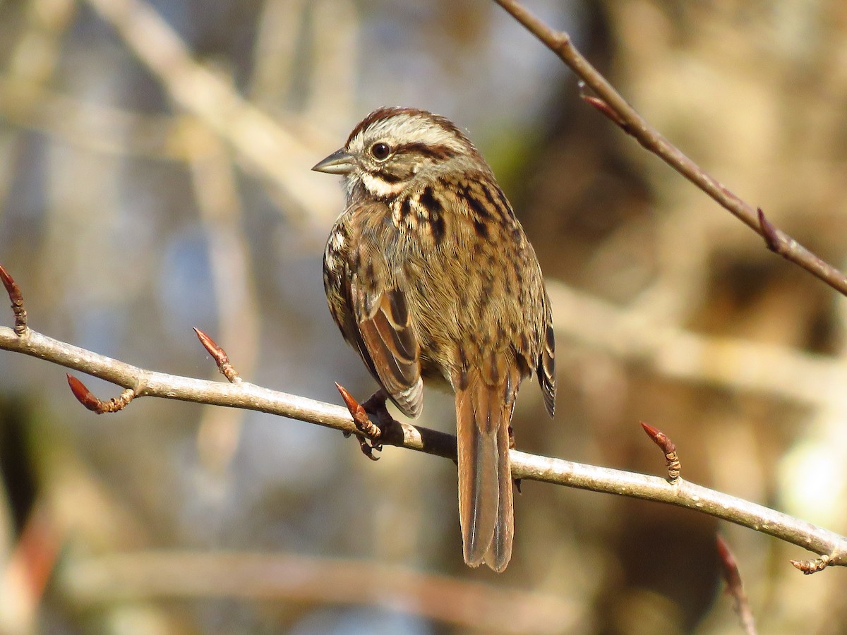 Song Sparrow - ML647072058