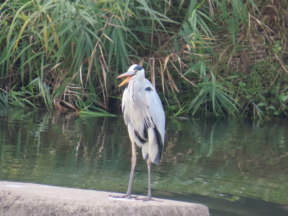 Koartza hauskara - ML647072059