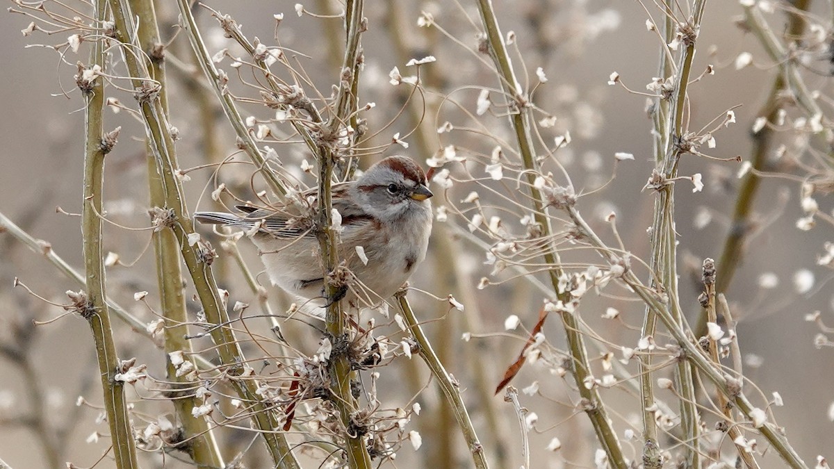 American Tree Sparrow - ML647072060