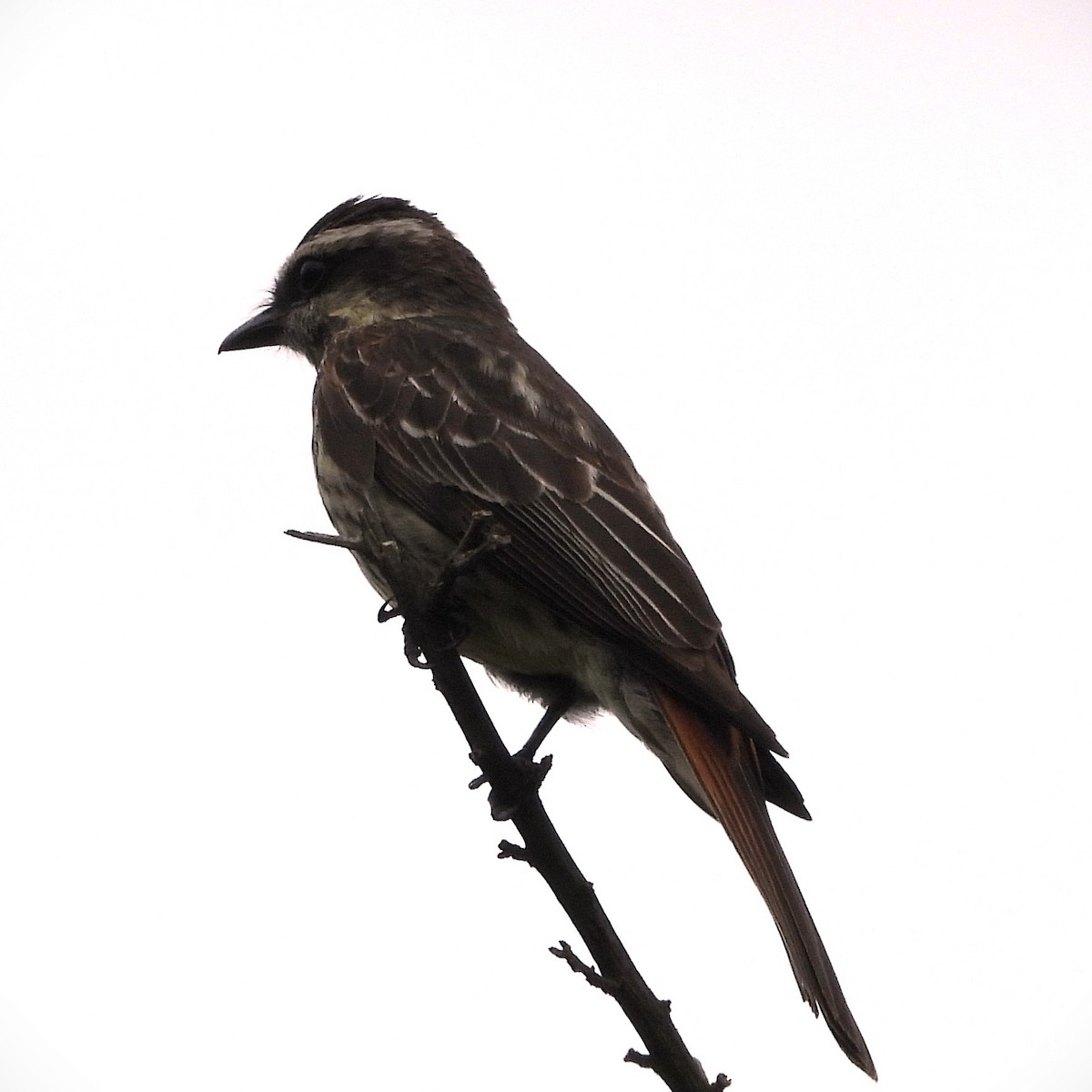 Variegated Flycatcher - ML647072061
