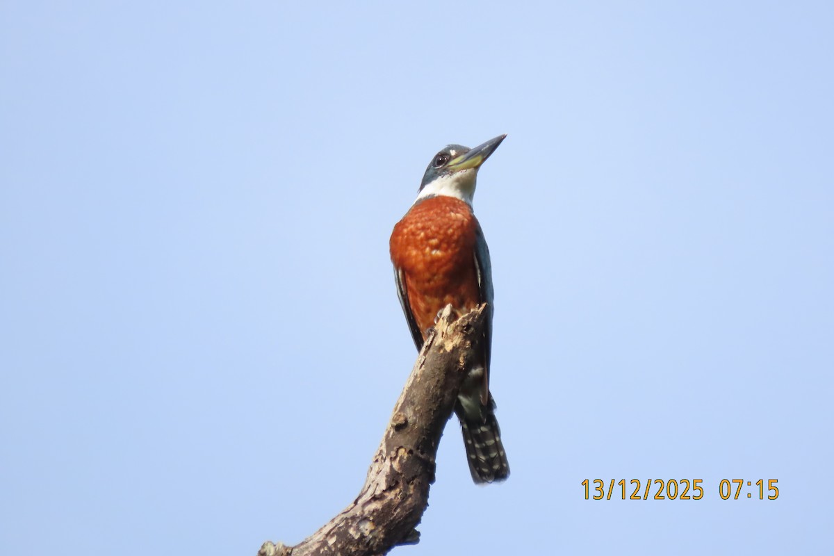 Ringed Kingfisher - ML647072063