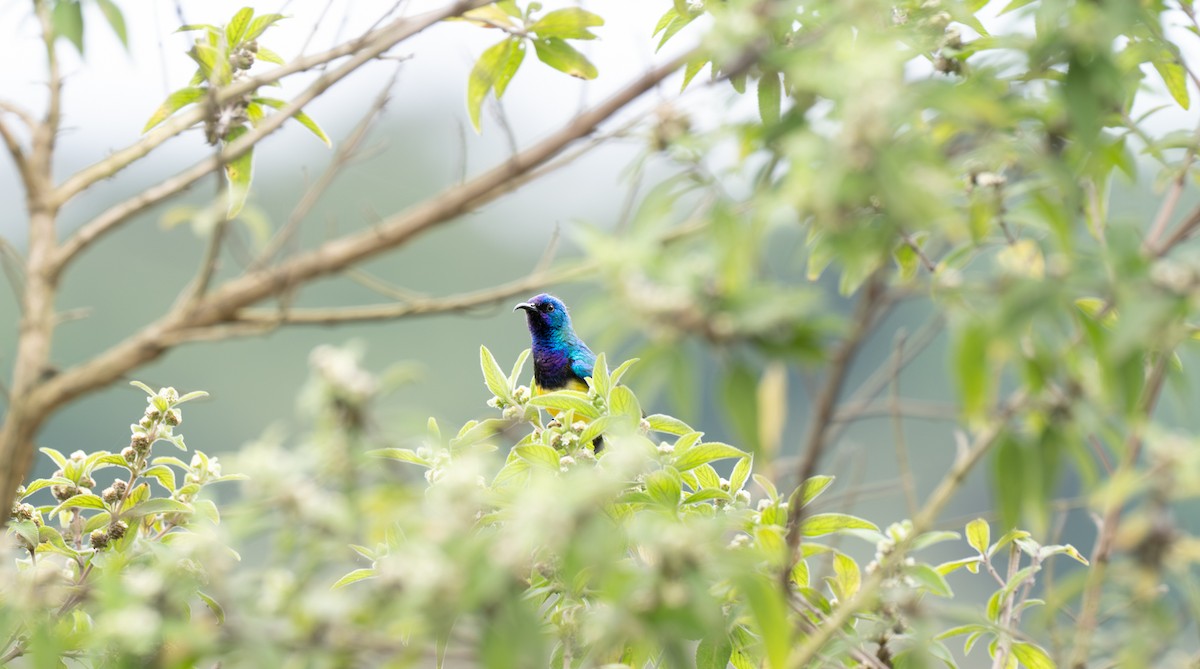 Variable Sunbird - ML647072064