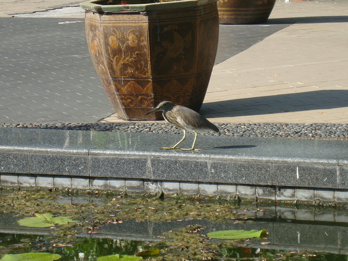 pond-heron sp. - ML647072065