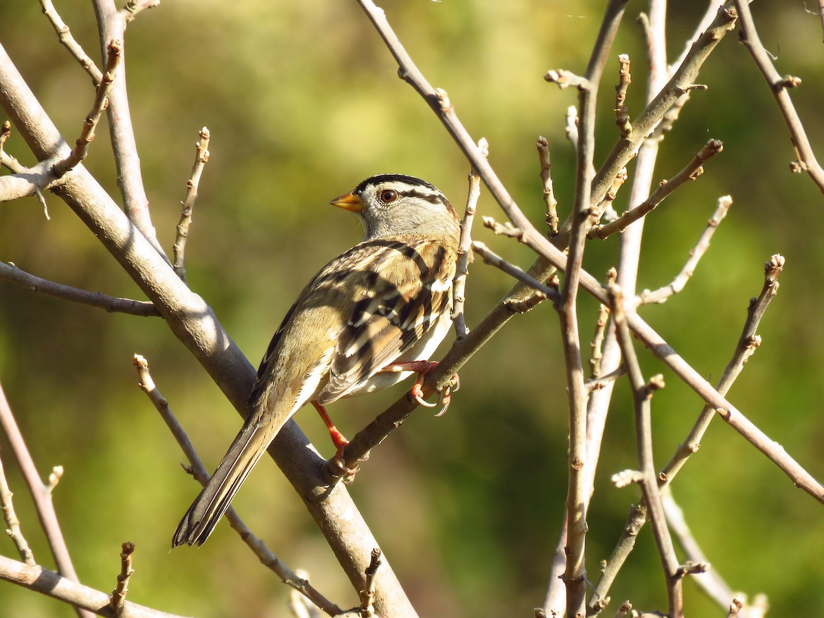 White-crowned Sparrow - ML647072066