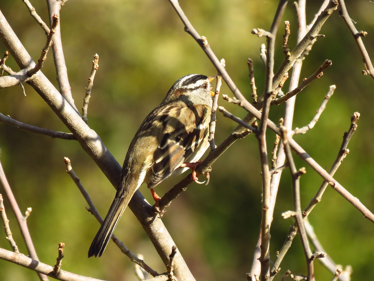 White-crowned Sparrow - ML647072067