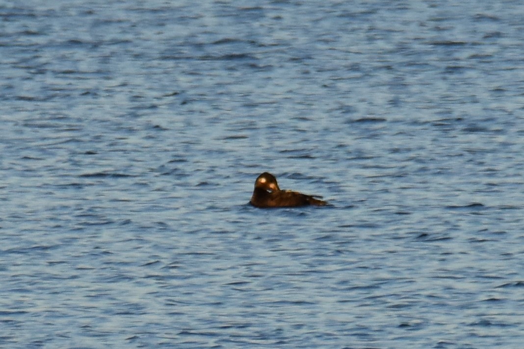 Ahatebeltz hegalzuri amerikarra - ML647072068