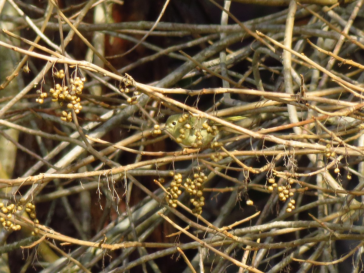 Erregetxo mottogorria - ML647072069