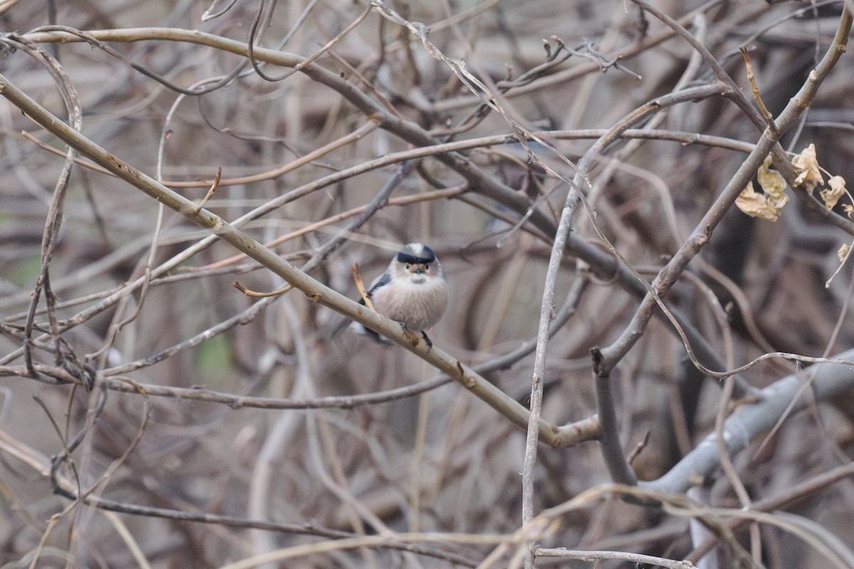 Buztanluze kaskabeltza - ML647072070