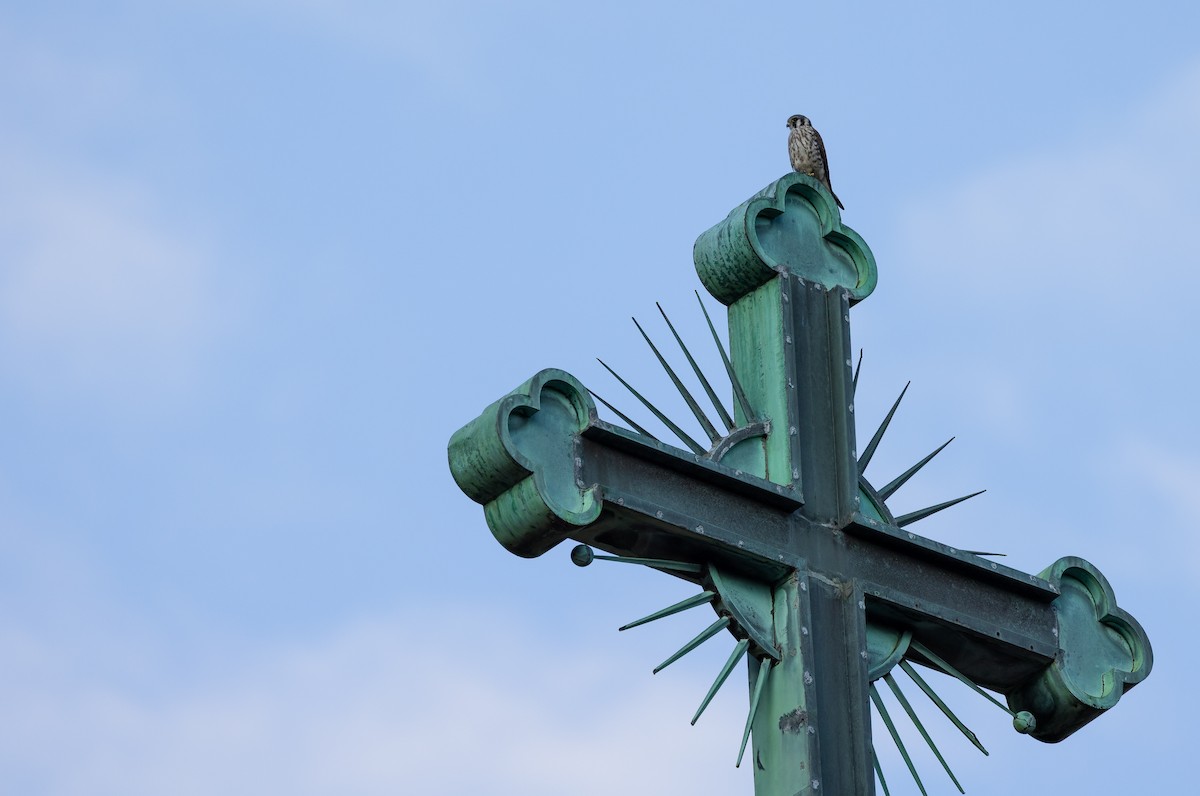 Belatz amerikarra - ML647072072