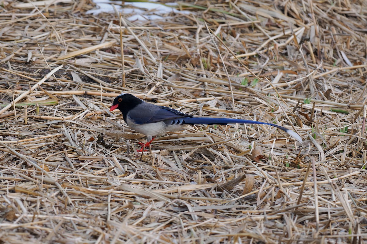 Red-billed Blue-Magpie - ML647072073