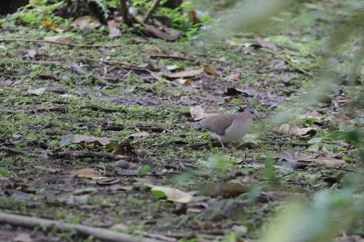 White-tipped Dove - ML647072074