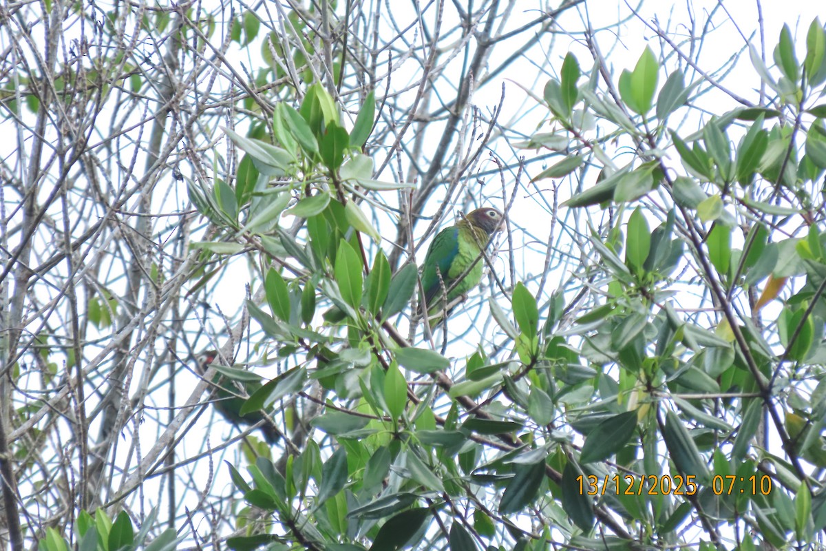 Brown-hooded Parrot - ML647072075