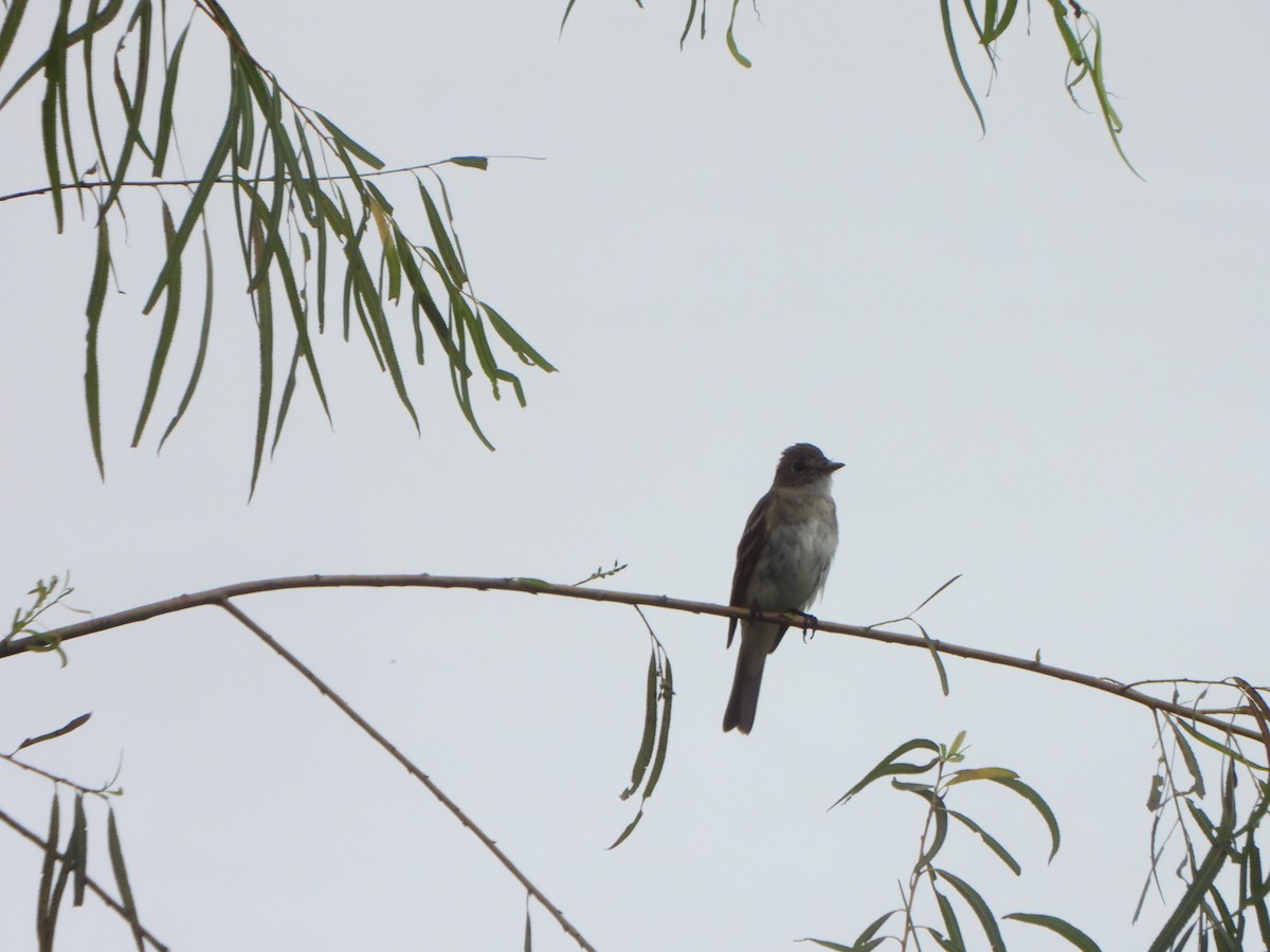 Alder Flycatcher - ML647072081
