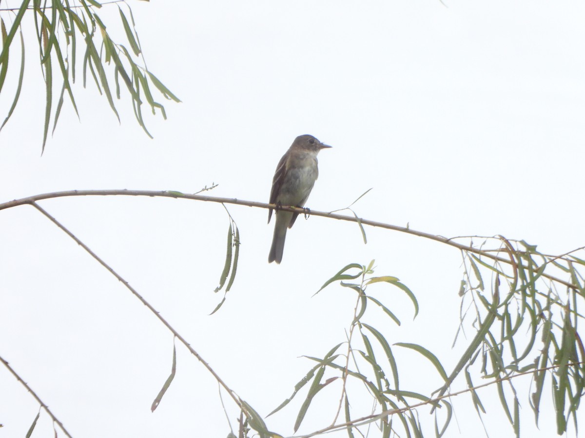 Alder Flycatcher - ML647072082
