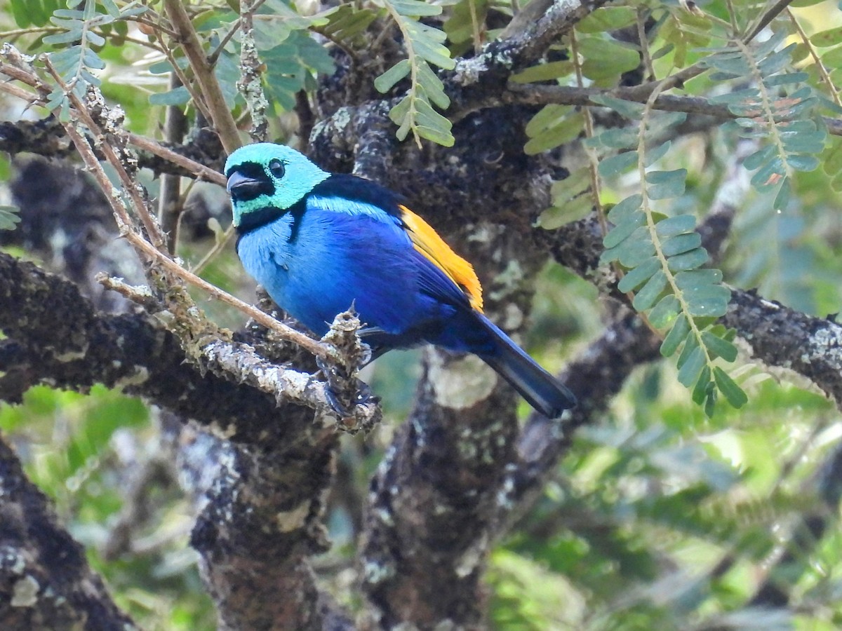 Seven-colored Tanager - ML647072084