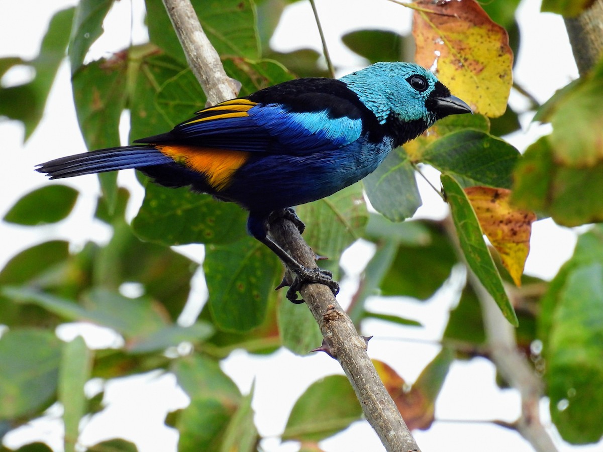 Seven-colored Tanager - ML647072085