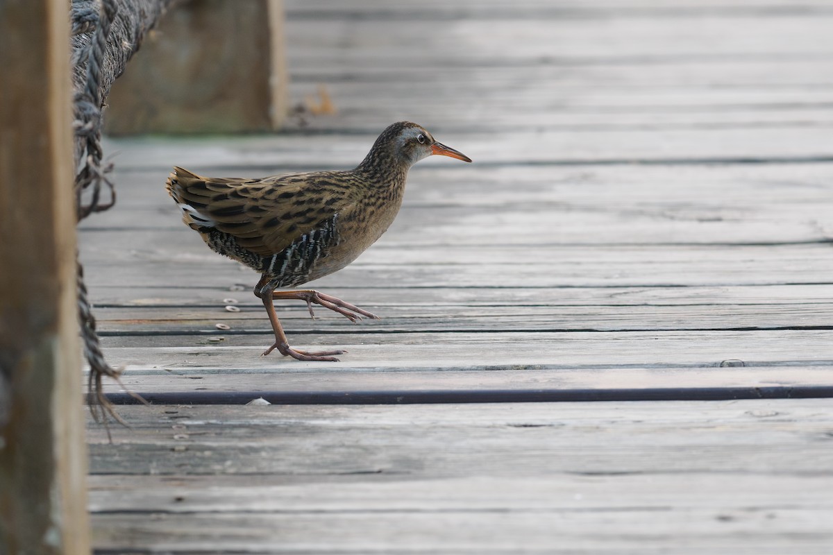 Brown-cheeked Rail - ML647072089