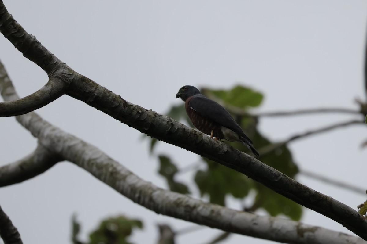 Double-toothed Kite - ML647072092