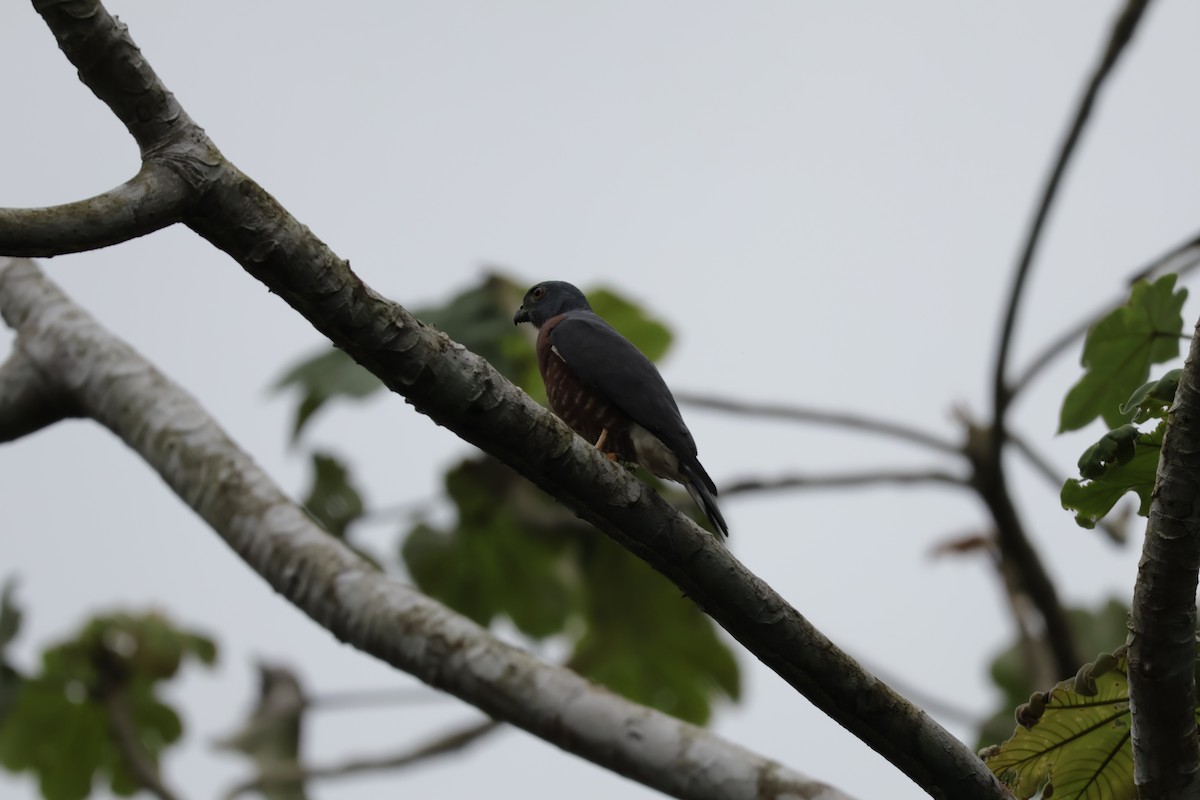 Double-toothed Kite - ML647072093