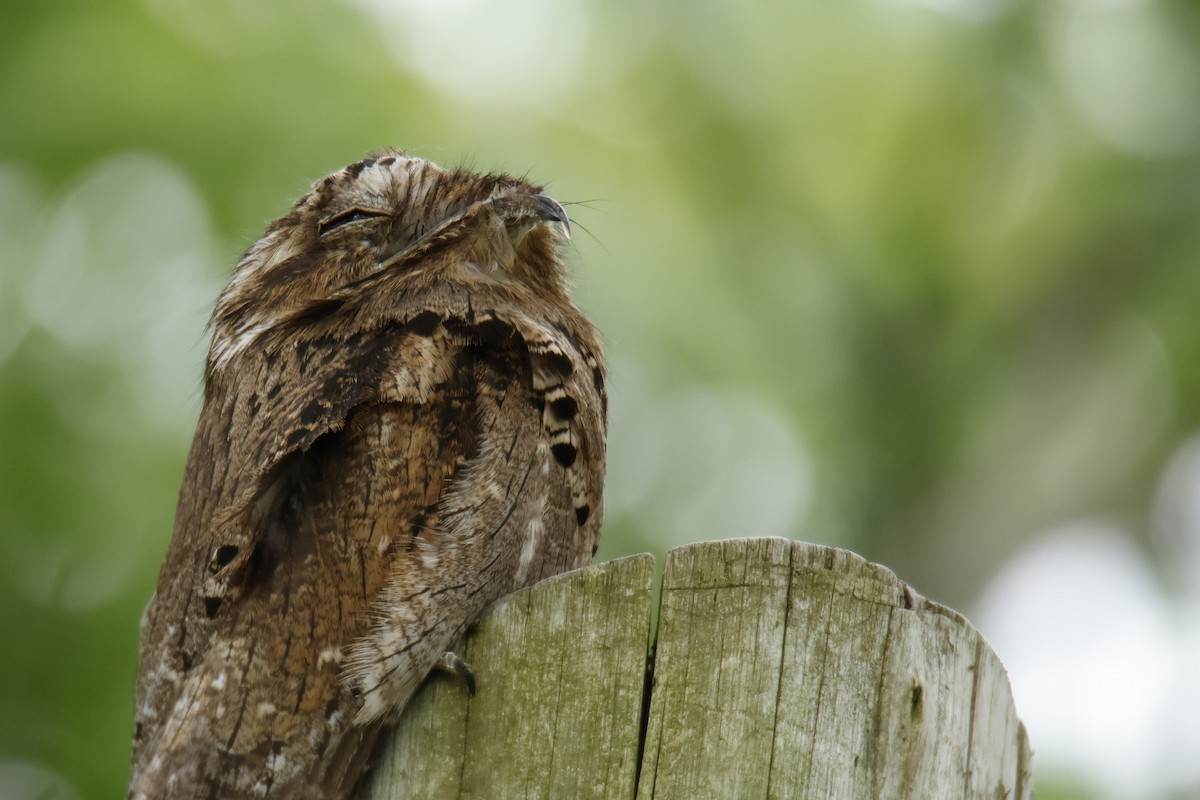 ハイイロタチヨタカ - ML647072094