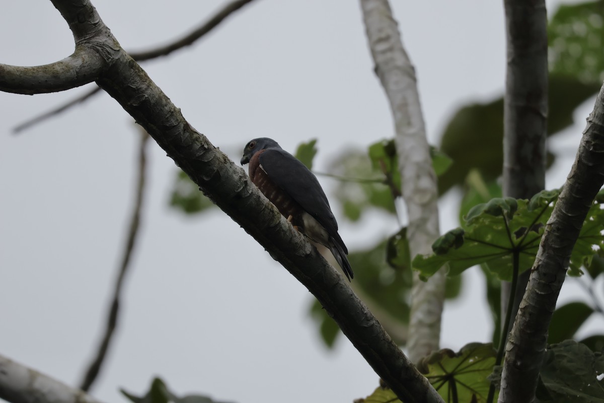 Double-toothed Kite - ML647072095