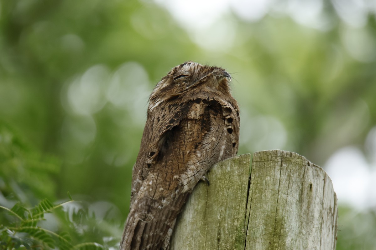 ハイイロタチヨタカ - ML647072096