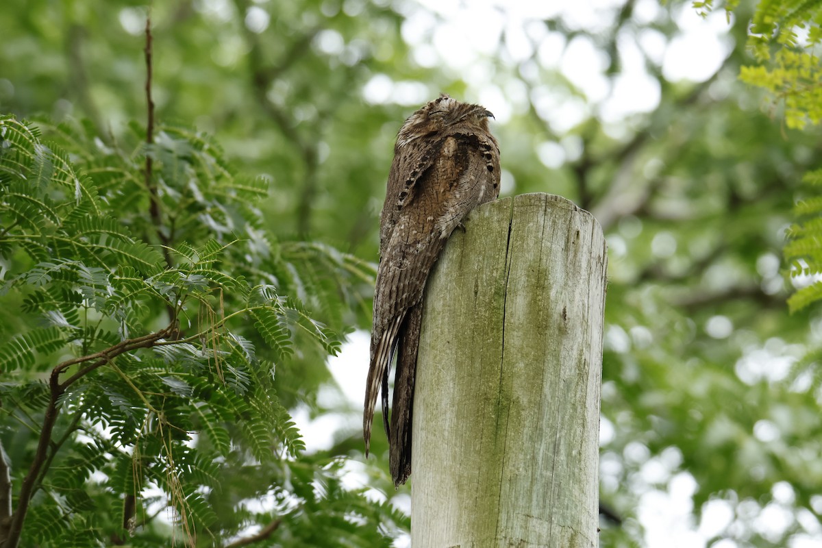 ハイイロタチヨタカ - ML647072097