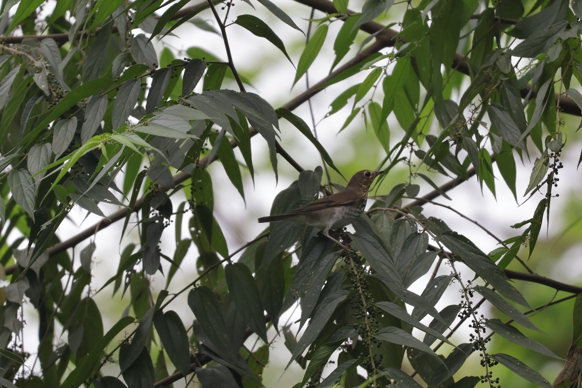 Swainson's Thrush - ML647072100
