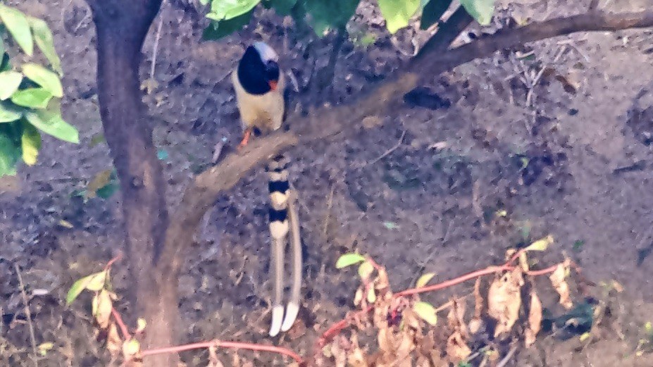 Red-billed Blue-Magpie - ML647072101