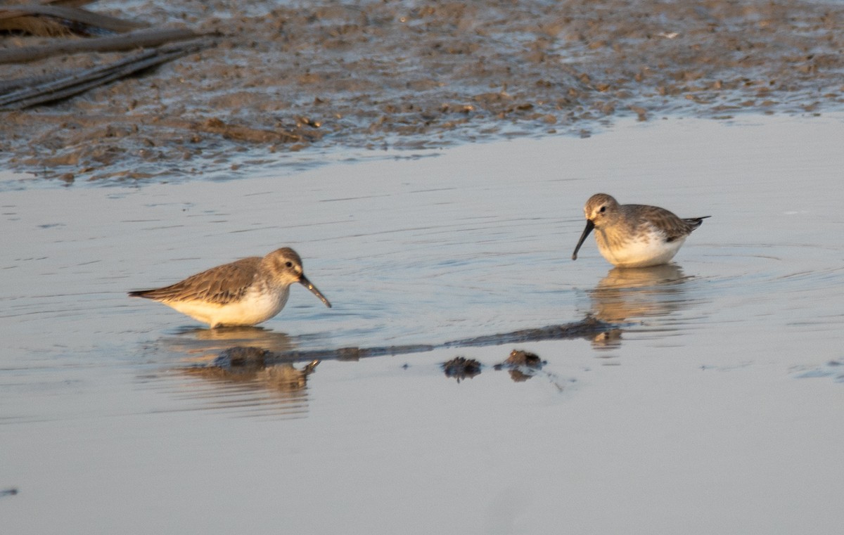 jespák obecný - ML647072106