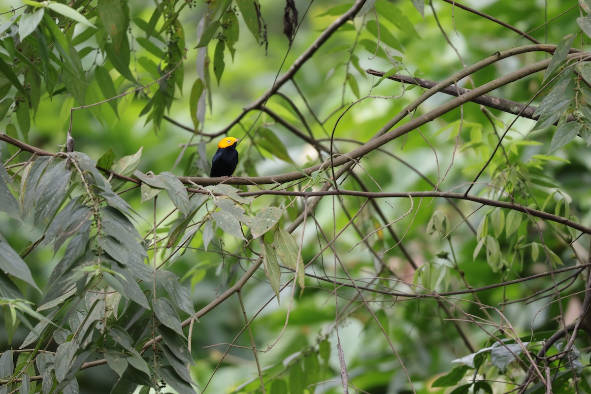Golden-headed Manakin - ML647072107