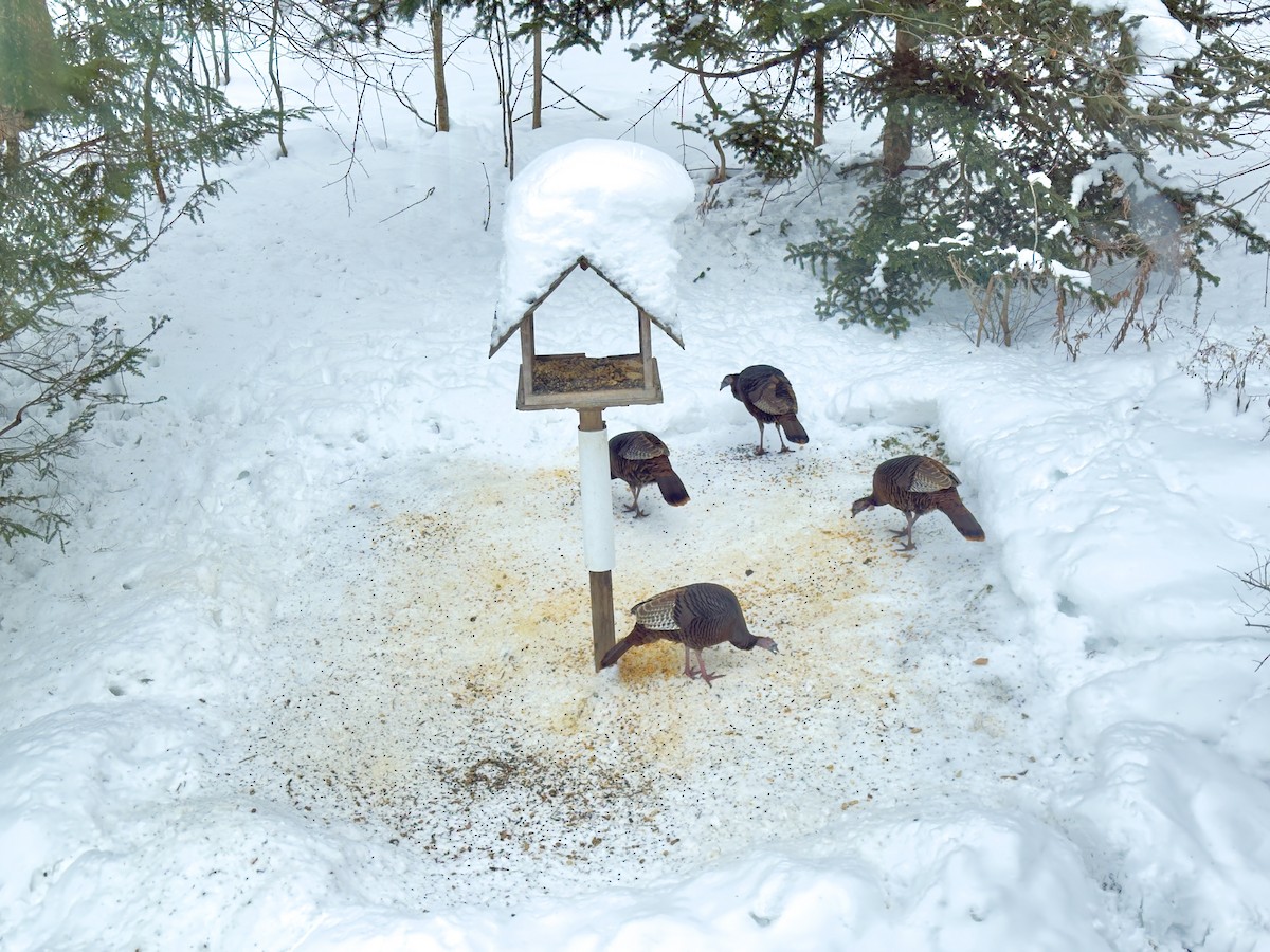 シチメンチョウ - ML647072109