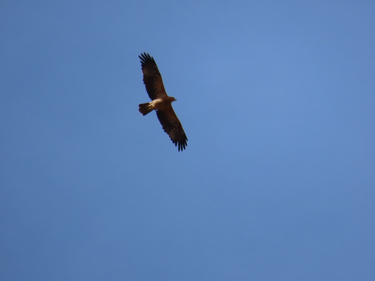 Spanish Eagle - ML647072120