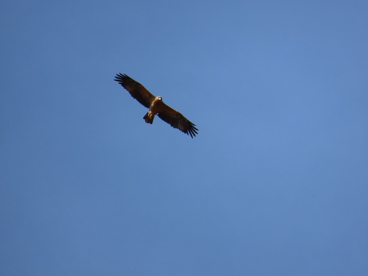 Spanish Eagle - ML647072122