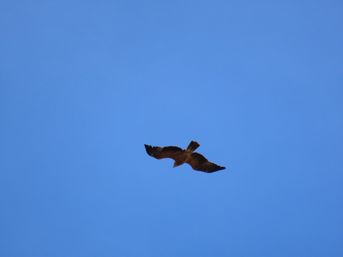 Spanish Eagle - ML647072123