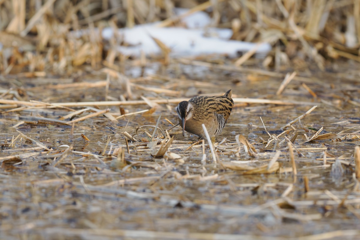 Brown-cheeked Rail - ML647072129