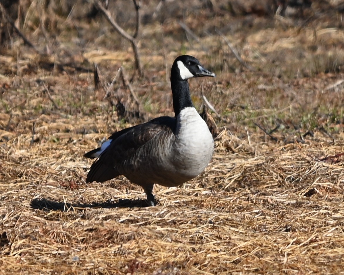 berneška velká - ML647072131