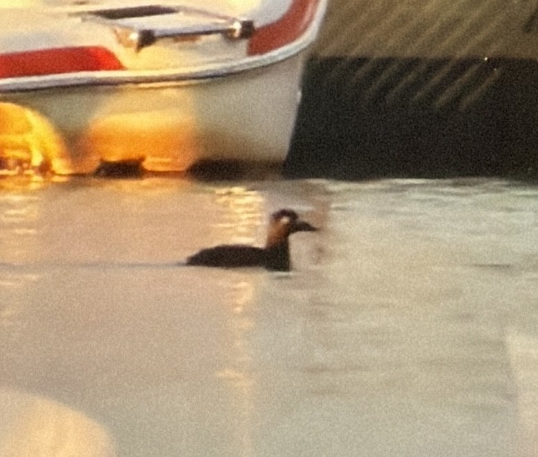 brilleand - ML647072132