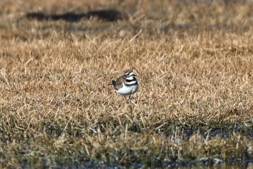 kulík rezavoocasý - ML647072133