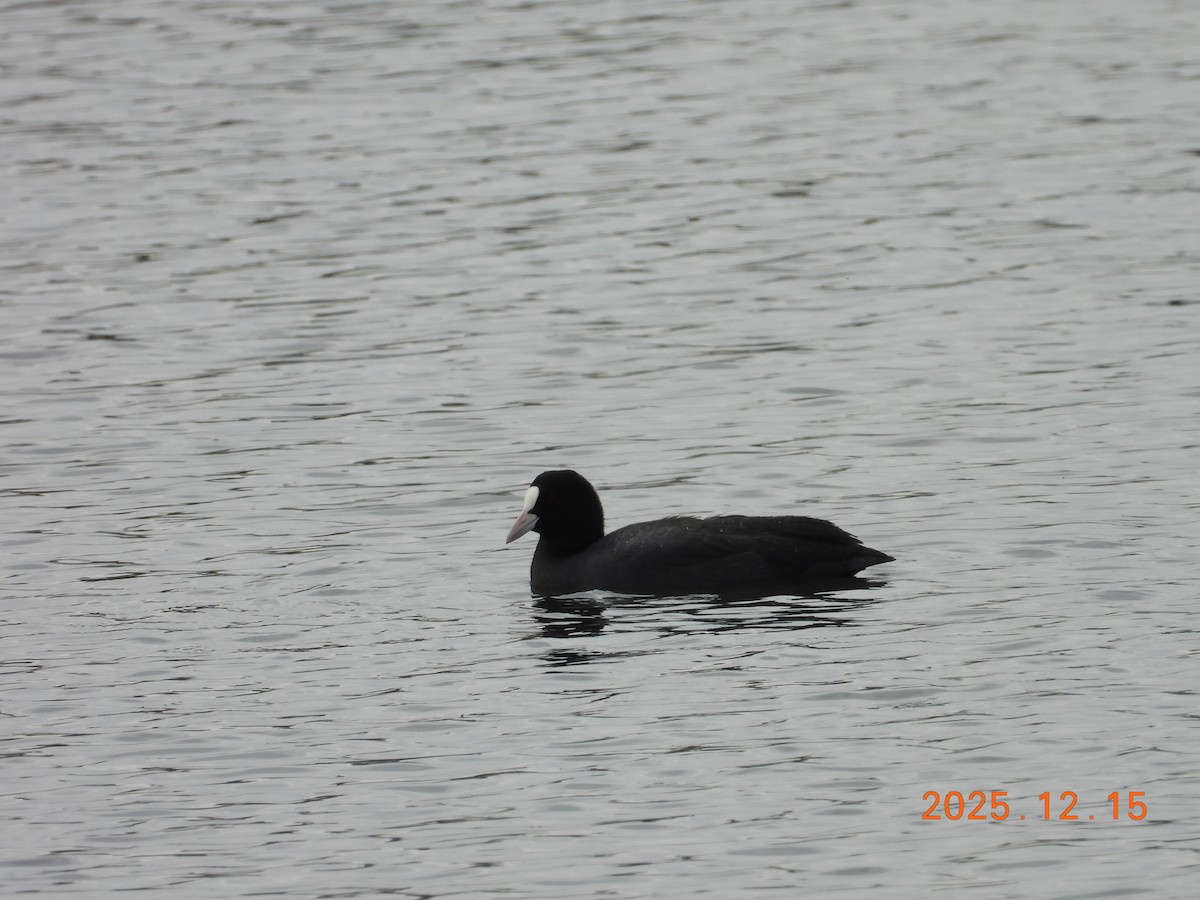 Eurasian Coot - ML647072139