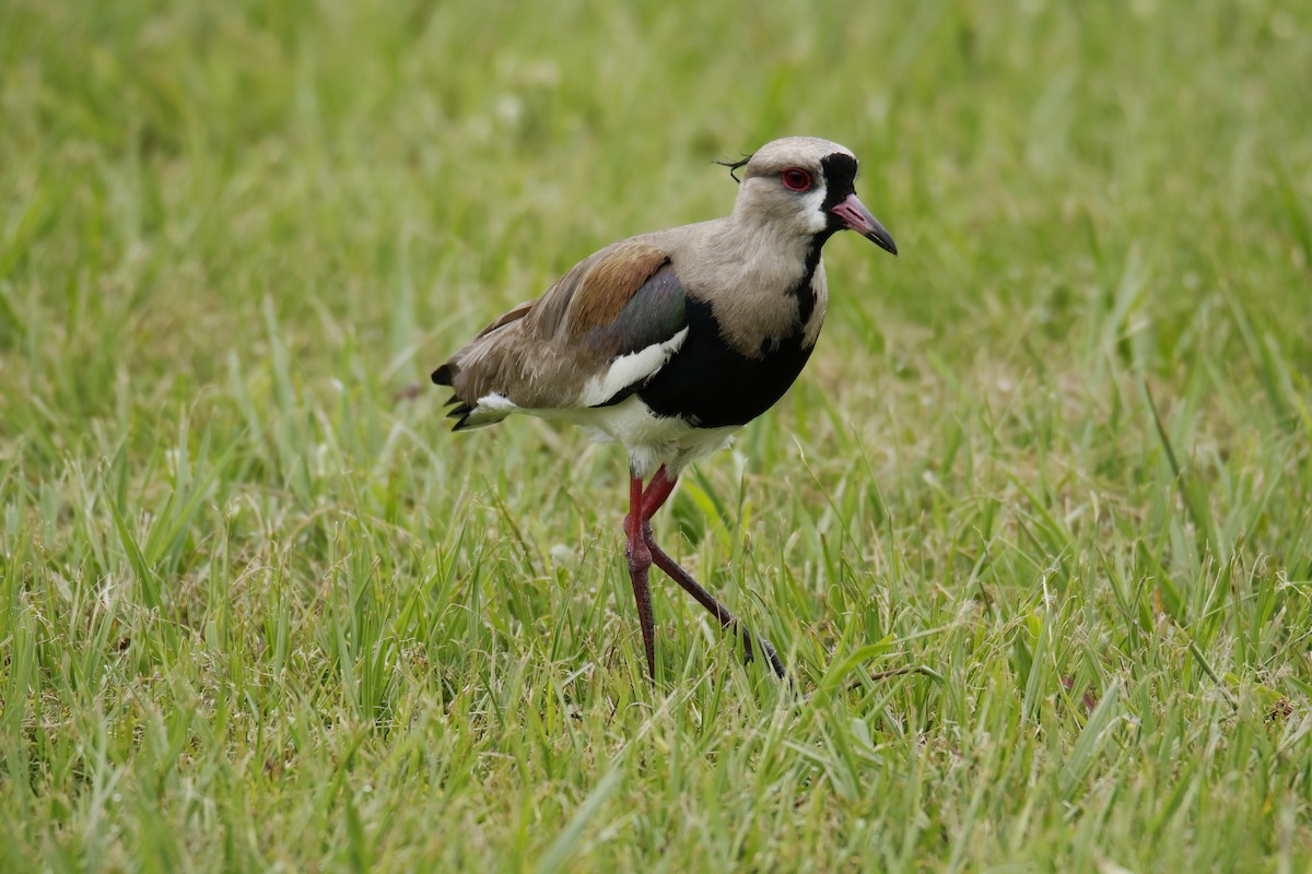 ナンベイタゲリ - ML647072140