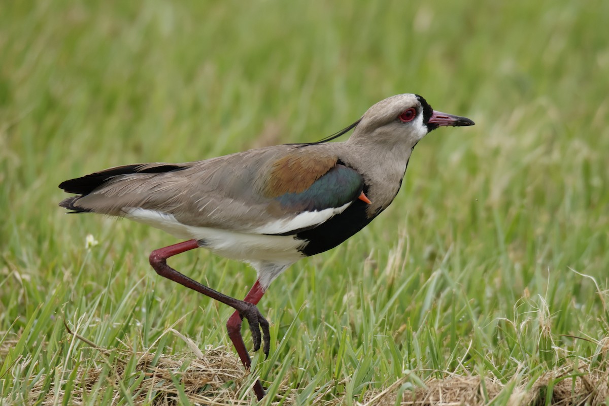 ナンベイタゲリ - ML647072141