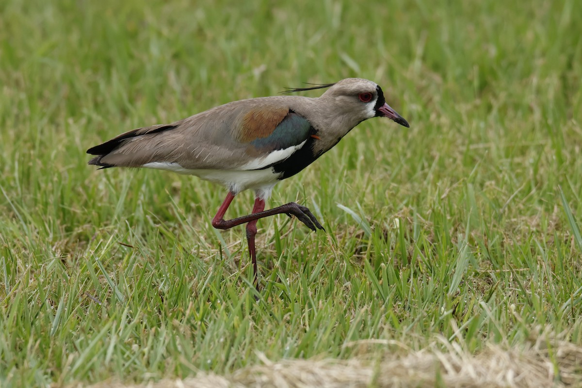 ナンベイタゲリ - ML647072142